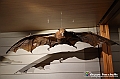 VBS_0950 - Riapre il Museo di Scienze Naturali dopo dieci anni di chiusura